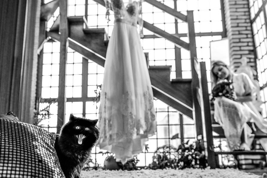 25 Photos Of Animals That Were The Star Of The Wedding