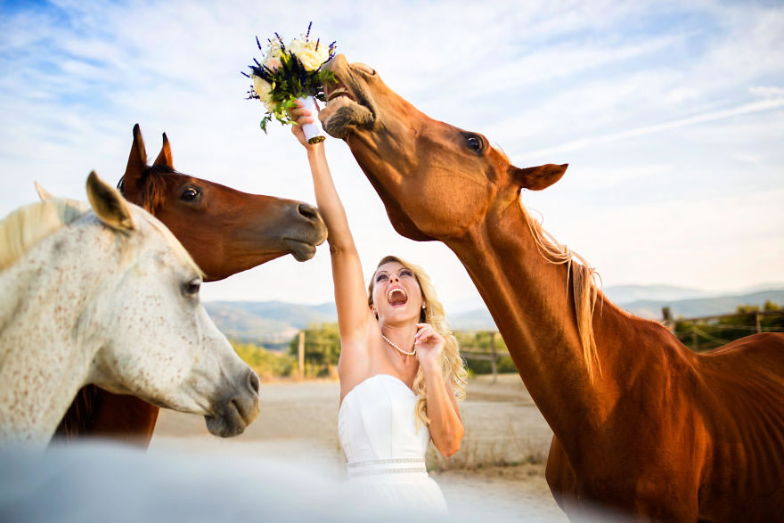 25 Photos Of Animals That Were The Star Of The Wedding