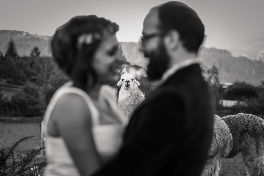 25 Photos Of Animals That Were The Star Of The Wedding