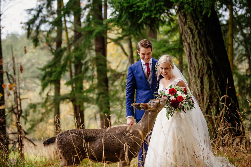 25 Photos Of Animals That Were The Star Of The Wedding