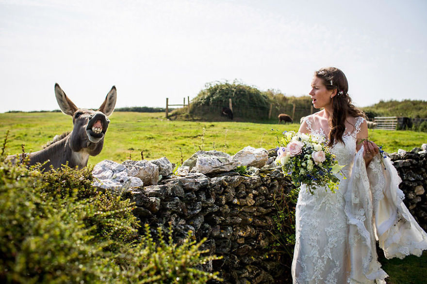 25 Photos Of Animals That Were The Star Of The Wedding