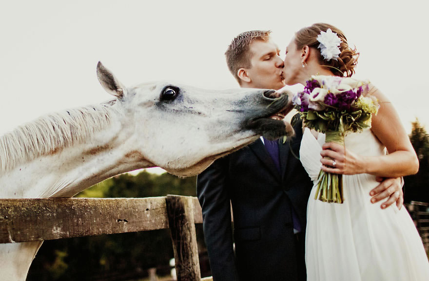 25 Photos Of Animals That Were The Star Of The Wedding