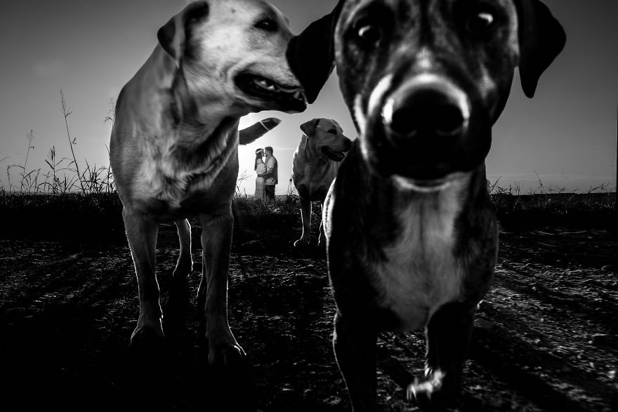 25 Photos Of Animals That Were The Star Of The Wedding