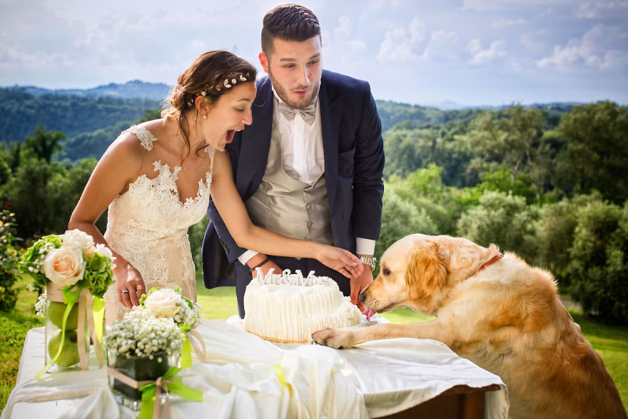 25 Photos Of Animals That Were The Star Of The Wedding