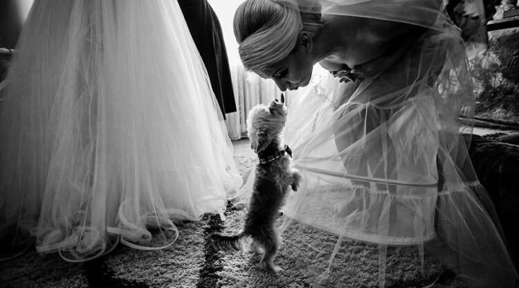 25 Photos Of Animals That Were The Star Of The Wedding