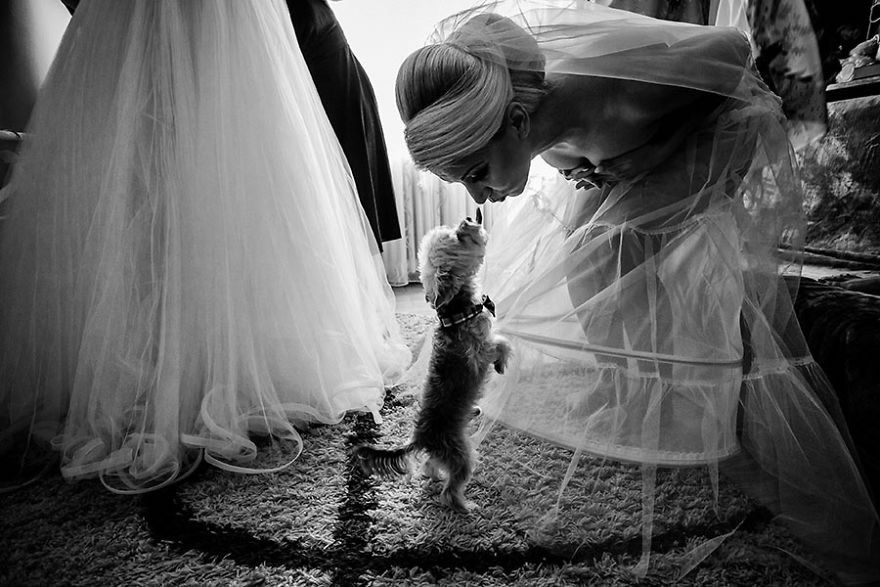 25 Photos Of Animals That Were The Star Of The Wedding