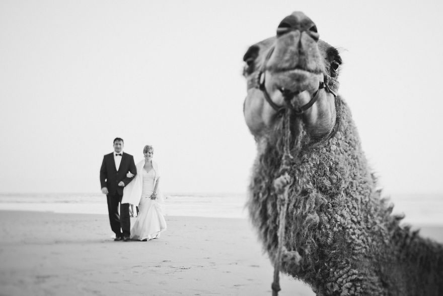 25 Photos Of Animals That Were The Star Of The Wedding