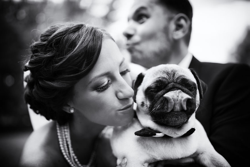 25 Photos Of Animals That Were The Star Of The Wedding