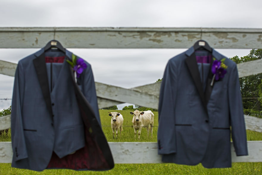 25 Photos Of Animals That Were The Star Of The Wedding