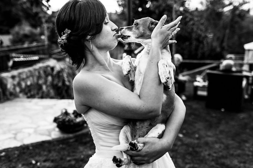 25 Photos Of Animals That Were The Star Of The Wedding