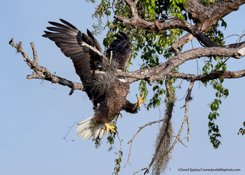 Winning Photos Of Comedy Wildlife Photography Awards 2021