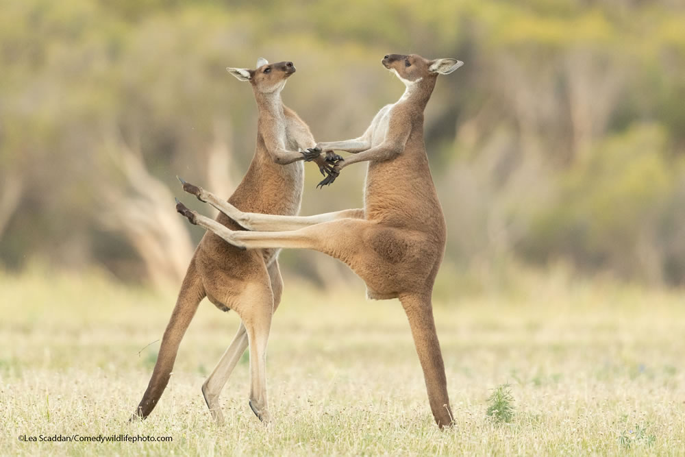 Best Photos From Comedy Wildlife Photography Awards