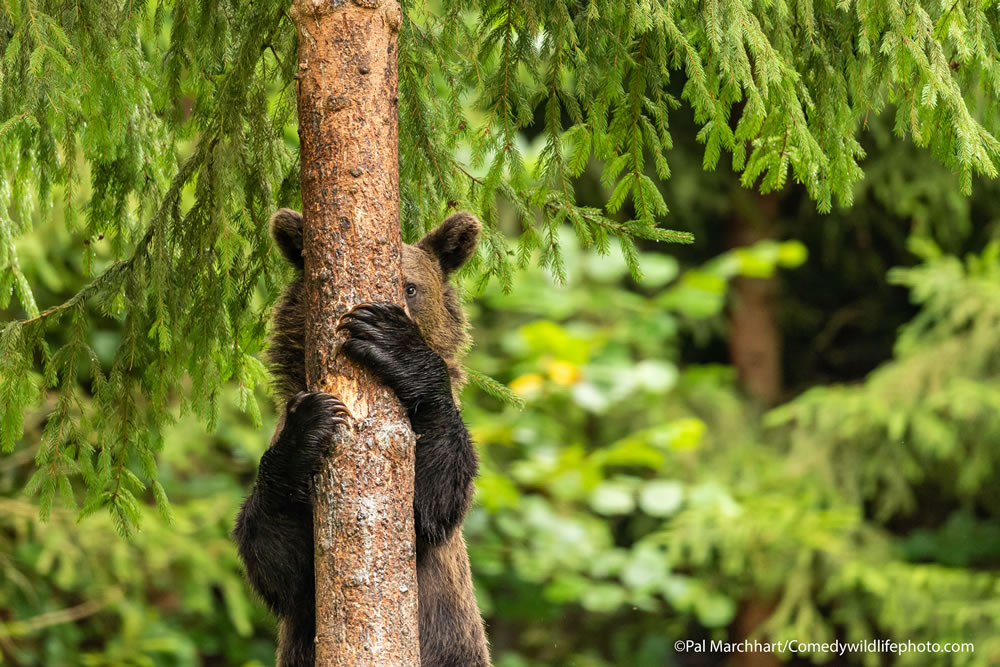 Winning Photos Of Comedy Wildlife Photography Awards 2021