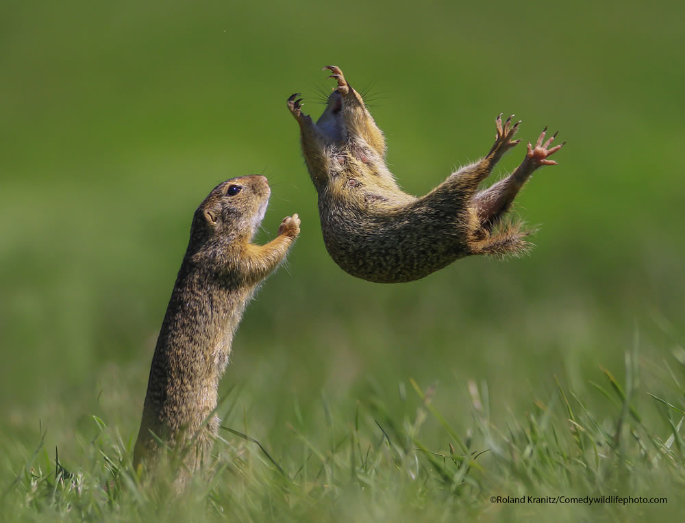 Winning Photos Of Comedy Wildlife Photography Awards 2021