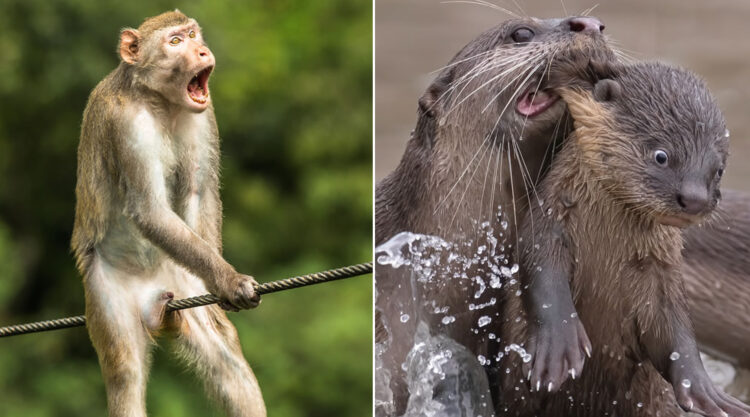 15 Winning Photos Of Comedy Wildlife Photography Awards 2021