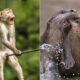 15 Winning Photos Of Comedy Wildlife Photography Awards 2021