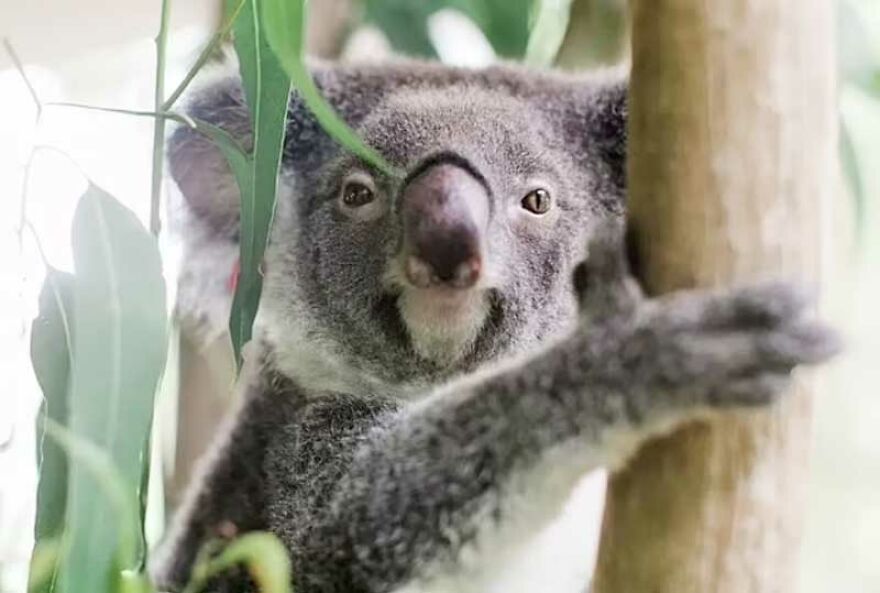 Dog Received An Award Of Honor For Saving Over 100 Koalas During The Bushfires