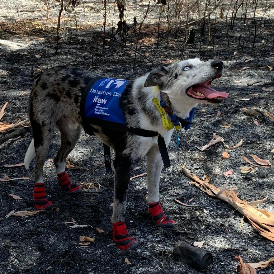 Dog Received An Award Of Honor For Saving Over 100 Koalas During The Bushfires