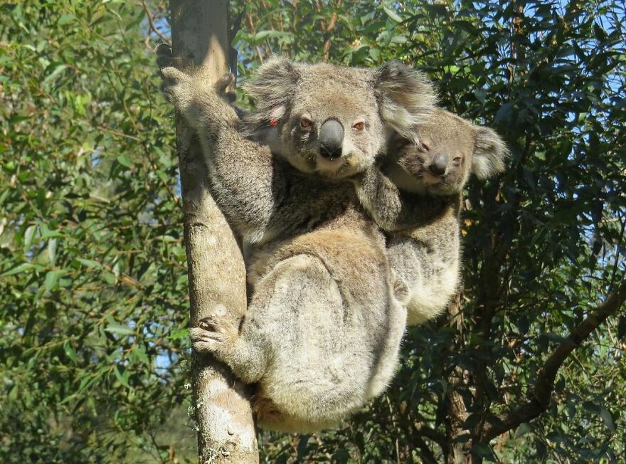 Dog Received An Award Of Honor For Saving Over 100 Koalas During The Bushfires