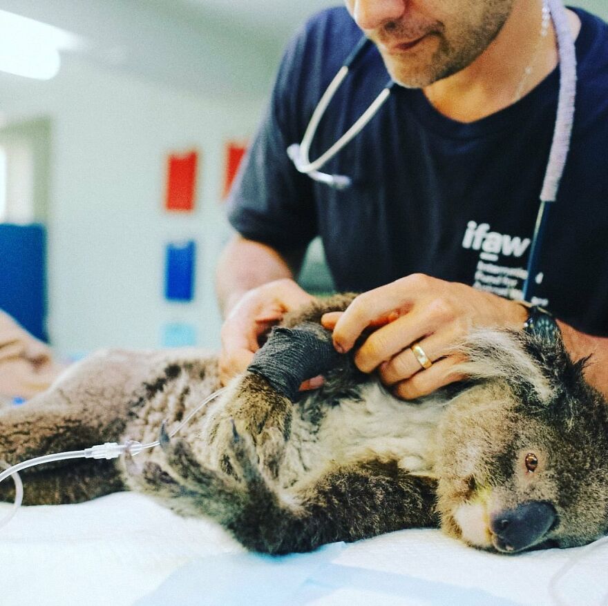 Dog Received An Award Of Honor For Saving Over 100 Koalas During The Bushfires