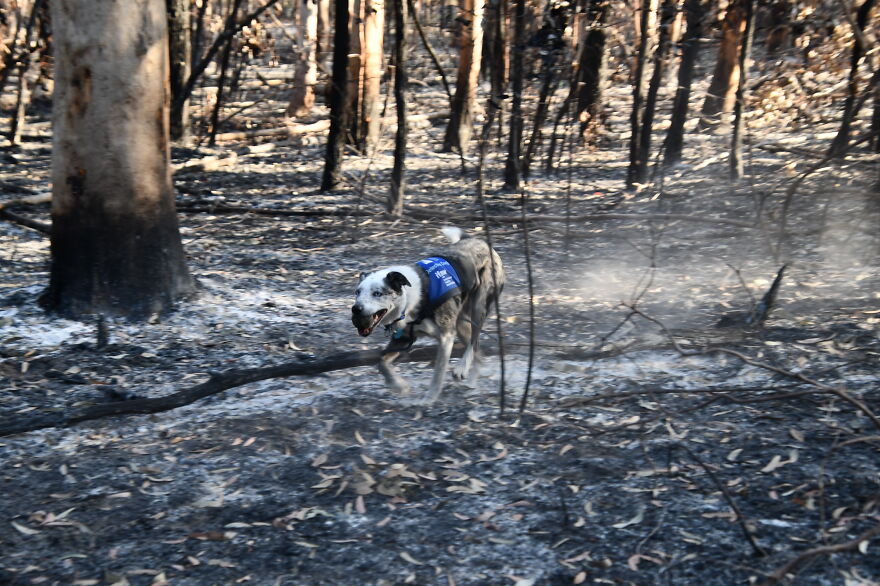 Dog Received An Award Of Honor For Saving Over 100 Koalas During The Bushfires