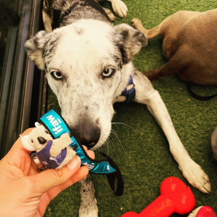 Dog Received An Award Of Honor For Saving Over 100 Koalas During The Bushfires