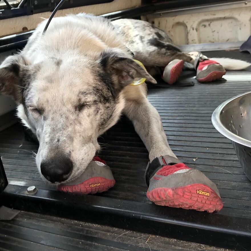 Dog Received An Award Of Honor For Saving Over 100 Koalas During The Bushfires