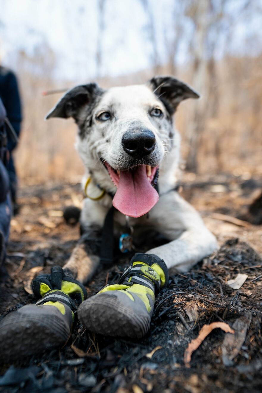 Dog Received An Award Of Honor For Saving Over 100 Koalas During The Bushfires