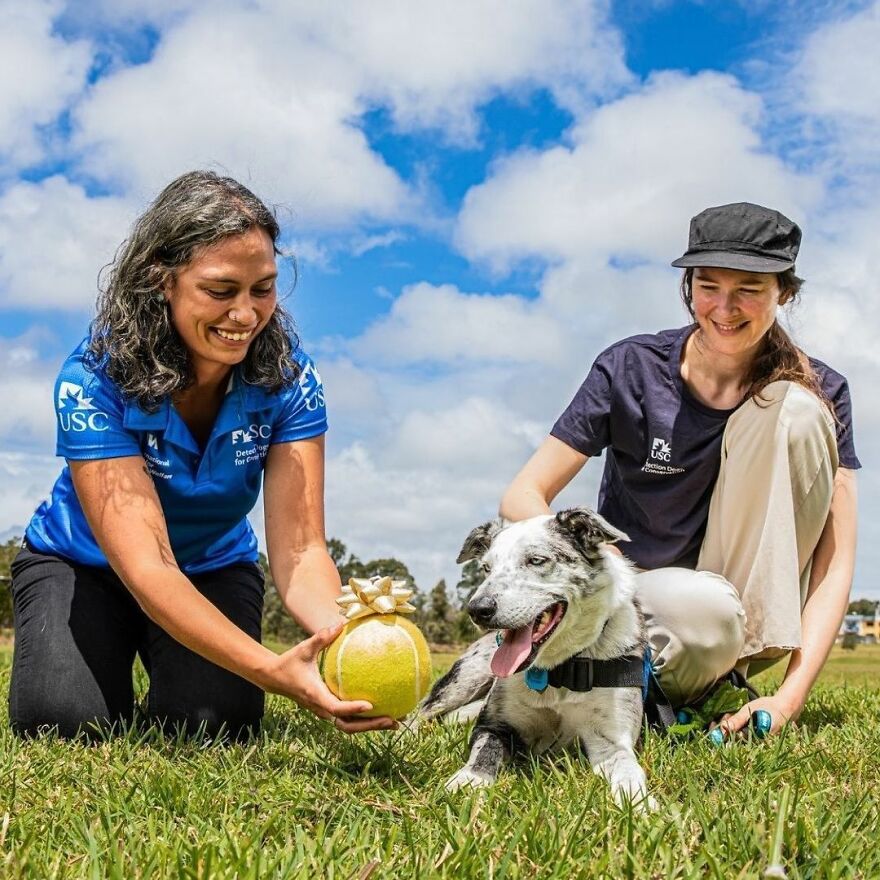 Dog Received An Award Of Honor For Saving Over 100 Koalas During The Bushfires