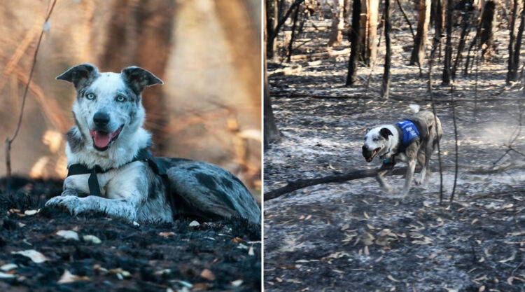 Dog Received An Award Of Honor For Saving Over 100 Koalas During The Bushfires