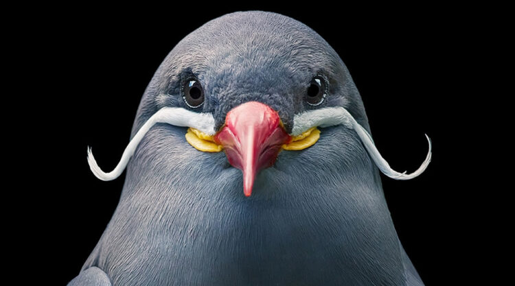 20 Stunning Portraits Of Rare And Endangered Birds Full Of Personality By Tim Flach