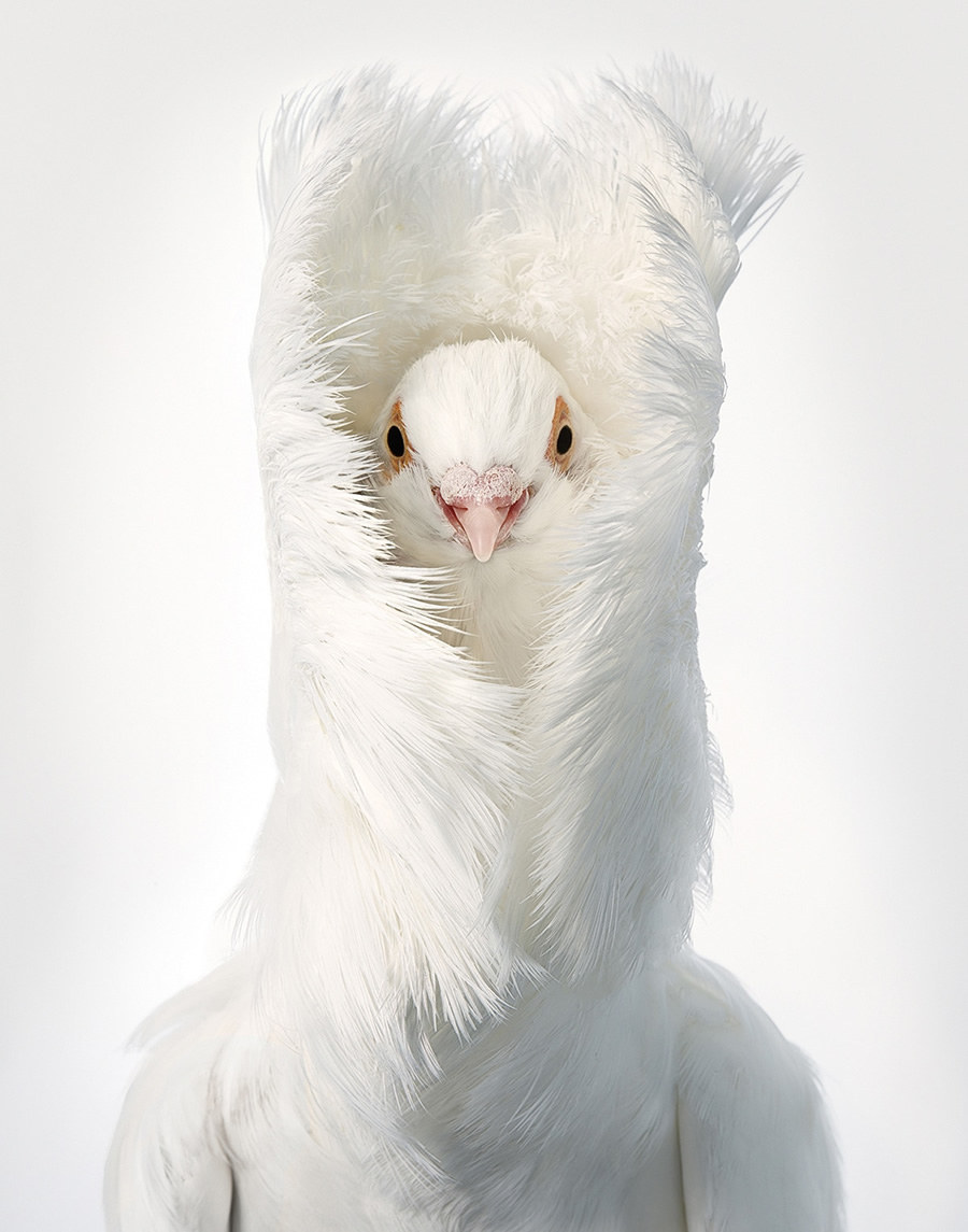 Rare And Endangered Birds Full Of Personality By Tim Flach