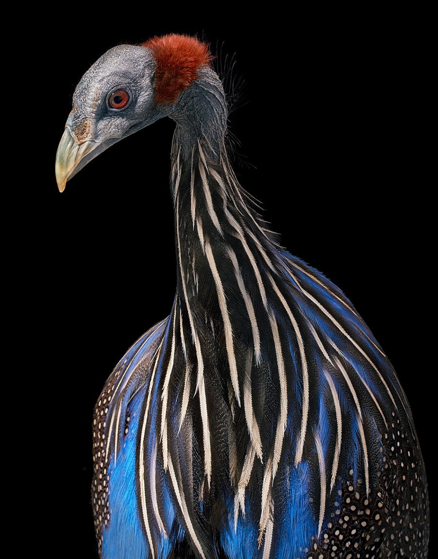 Rare And Endangered Birds Full Of Personality By Tim Flach