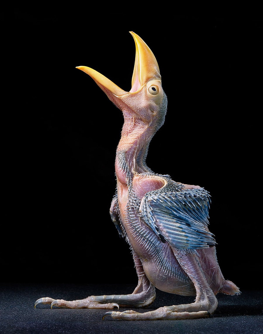 Rare And Endangered Birds Full Of Personality By Tim Flach