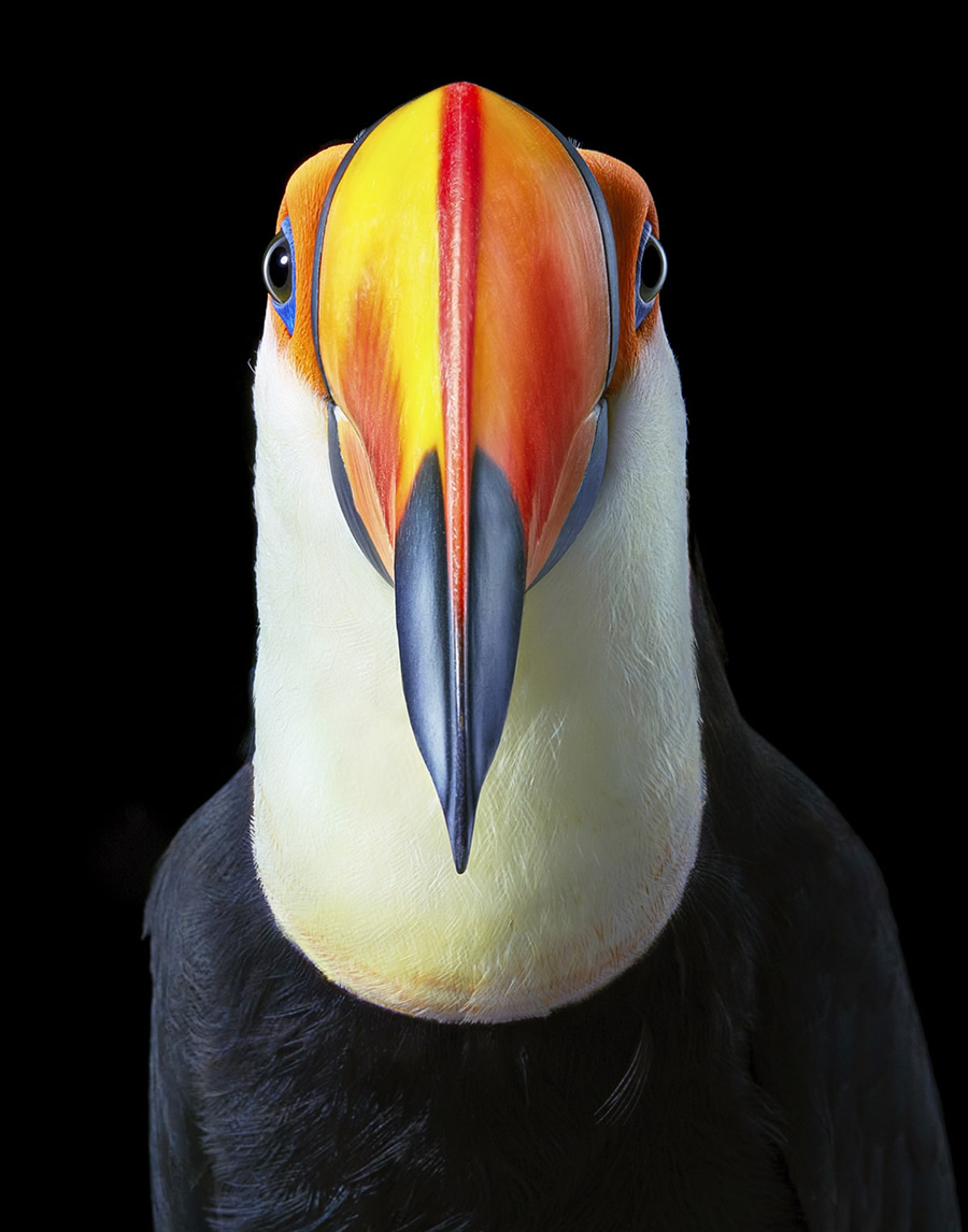 Rare And Endangered Birds Full Of Personality By Tim Flach