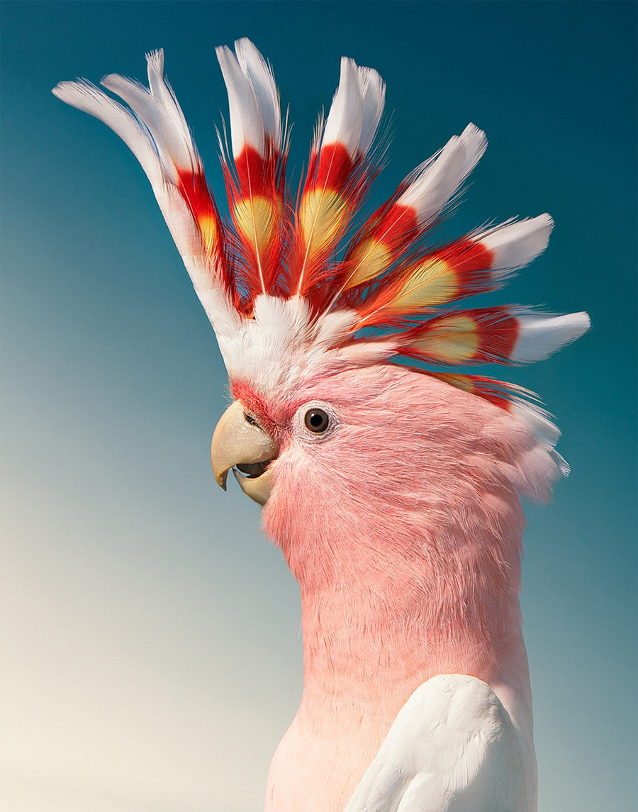 Rare And Endangered Birds Full Of Personality By Tim Flach