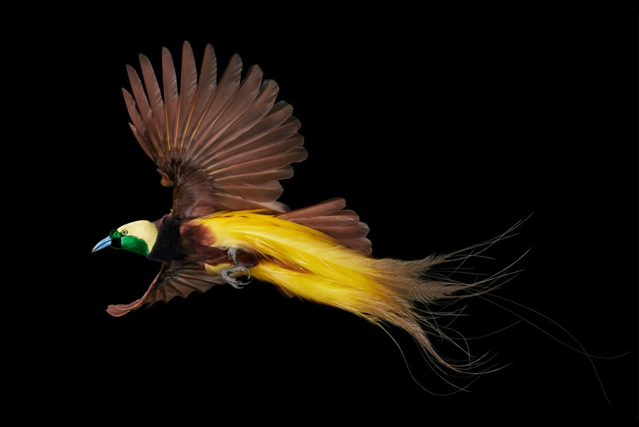 Rare And Endangered Birds Full Of Personality By Tim Flach