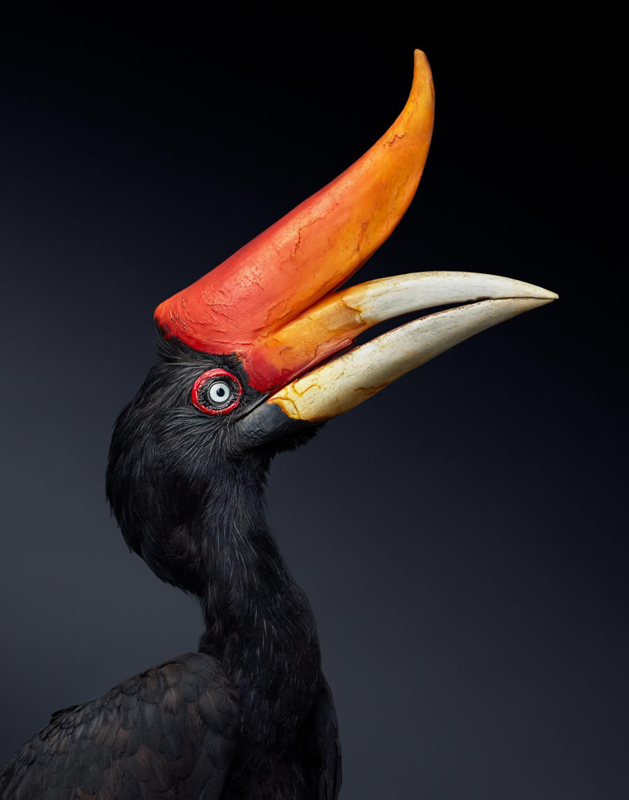 Rare And Endangered Birds Full Of Personality By Tim Flach