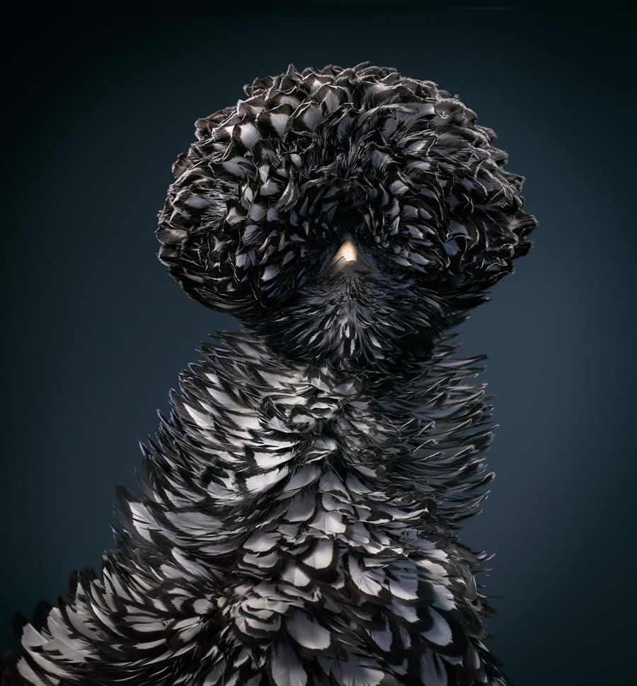 Rare And Endangered Birds Full Of Personality By Tim Flach