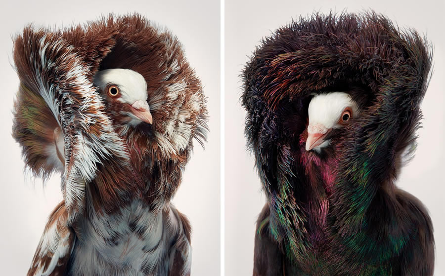 Rare And Endangered Birds Full Of Personality By Tim Flach