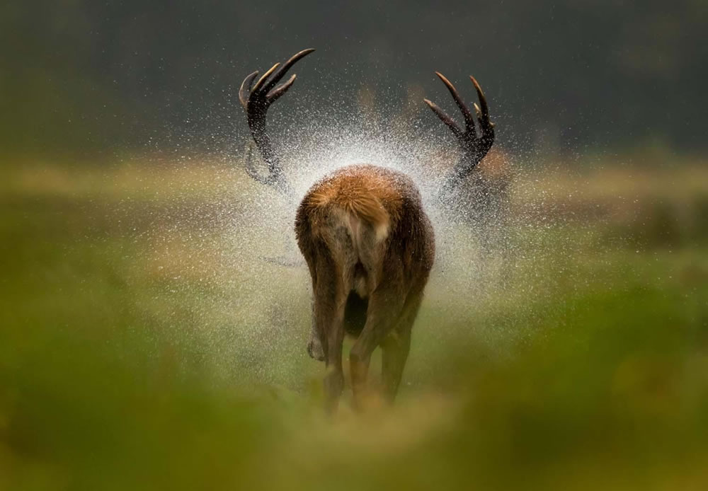 Winning Photos Of European Wildlife Photographer Of The Year 2021