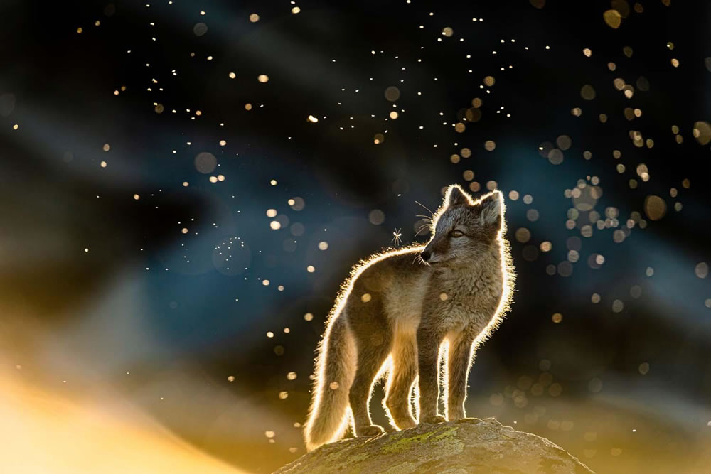 Winning Photos Of European Wildlife Photographer Of The Year 2021