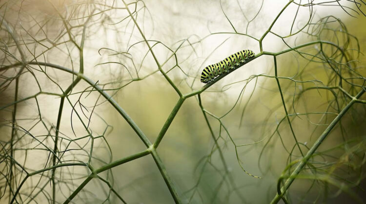 20 Stunning Winning Photos Of European Wildlife Photographer Of The Year 2021