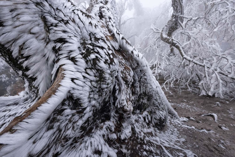 Winning Photos Of European Wildlife Photographer Of The Year 2021