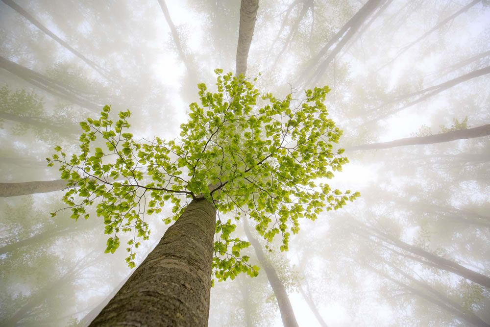 Winning Photos Of European Wildlife Photographer Of The Year 2021