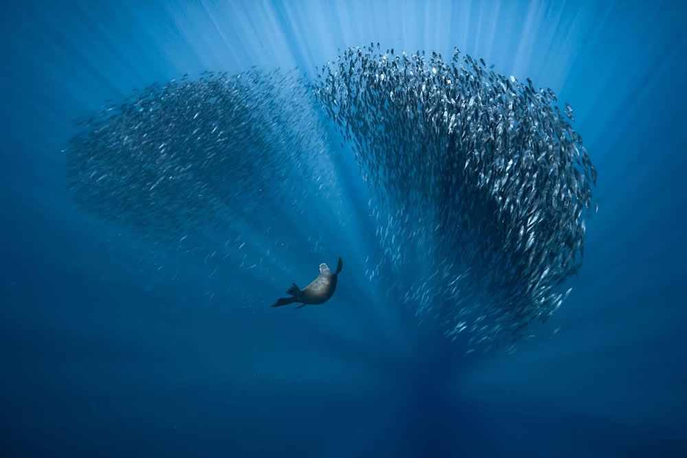 Winning Photos Of European Wildlife Photographer Of The Year 2021