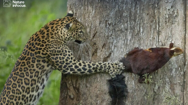 Stunning Winning Photos Of Nature inFocus Photography Contest 2021