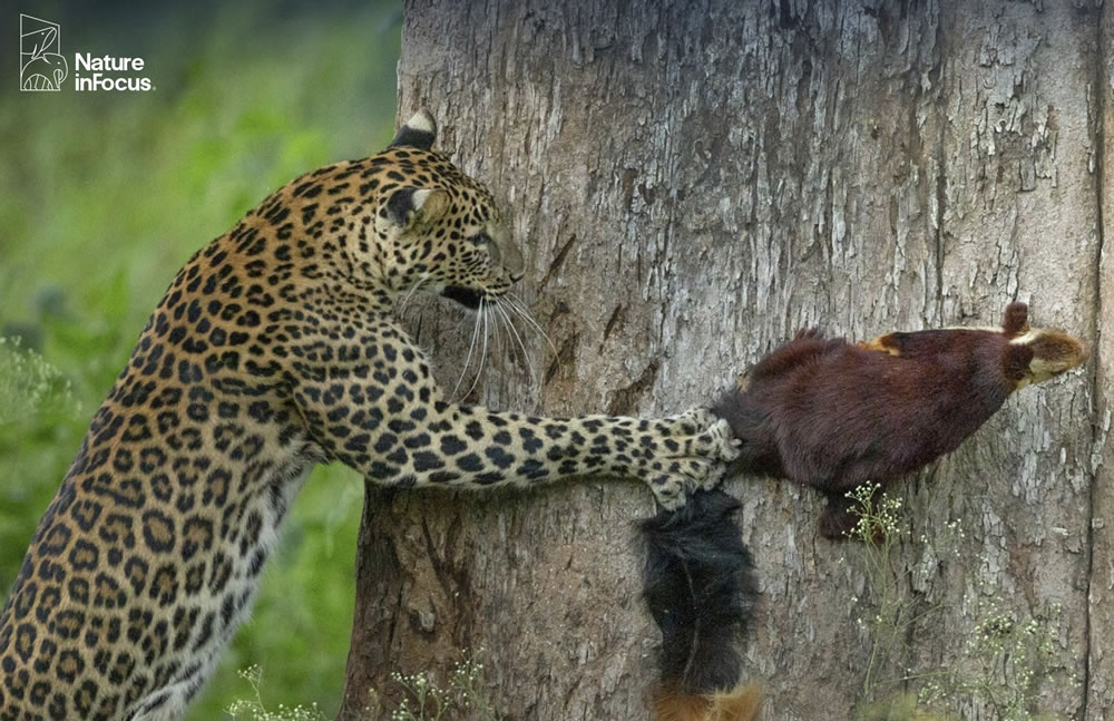 Stunning Winning Photos Of Nature inFocus Photography Contest 2021