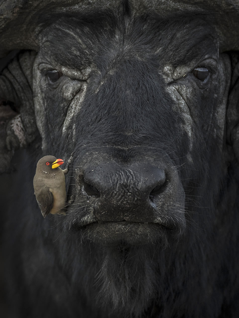 Stunning Winning Photos Of Nature inFocus Photography Contest 2021