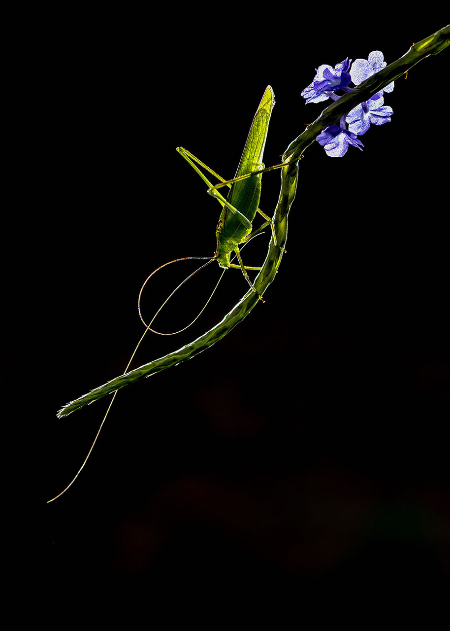 Stunning Winning Photos Of Nature inFocus Photography Contest 2021